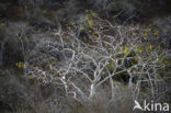 Palo Santo tree (Bursera graveolens)