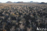 Palo Santo tree (Bursera graveolens)