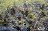 Palo Santo tree (Bursera graveolens)