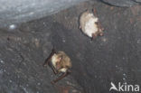 Bechstein’s Bat (Myotis bechsteinii) 