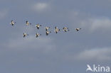 Shelduck (Tadorna tadorna)