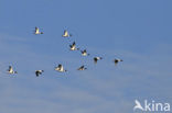 Shelduck (Tadorna tadorna)