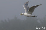 Glaucous-winged Gull (Larus glaucescens)
