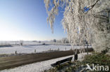 Birch (Betula)