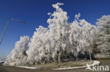 Berk (Betula)