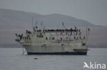 Neotropic Cormorant (Phalacrocorax brasilianus)