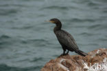 Bigua Aalscholver (Phalacrocorax brasilianus)