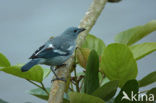 Blue-grey Tanager (Thraupis episcopus)