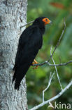 Black Caracara (Daptrius ater)