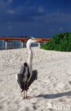 Grey Heron (Ardea cinerea)