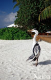 Grey Heron (Ardea cinerea)