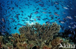 Redtoothed triggerfish (Odonus niger)