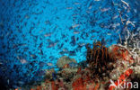 Redtoothed triggerfish (Odonus niger)
