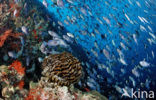 Redtoothed triggerfish (Odonus niger)