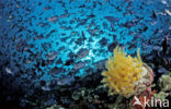 Redtoothed triggerfish (Odonus niger)