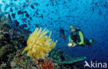 Redtoothed triggerfish (Odonus niger)