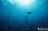 Redtoothed triggerfish (Odonus niger)