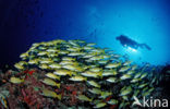 Common bluestripe snapper (Lutjanus kasmira )