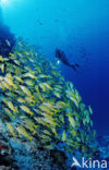 Common bluestripe snapper (Lutjanus kasmira )