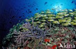 Common bluestripe snapper (Lutjanus kasmira )