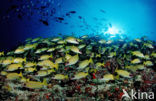 Common bluestripe snapper (Lutjanus kasmira )