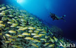 Common bluestripe snapper (Lutjanus kasmira )