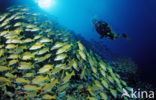 Common bluestripe snapper (Lutjanus kasmira )