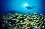 Common bluestripe snapper (Lutjanus kasmira )