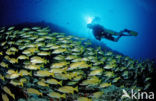 Common bluestripe snapper (Lutjanus kasmira )