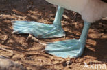 Blue-footed booby (Sula nebouxii)