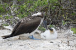 Blue-footed booby (Sula nebouxii)