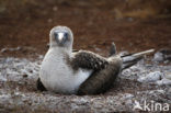 Blue-footed booby (Sula nebouxii)