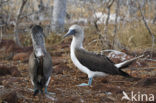 Blue-footed booby (Sula nebouxii)