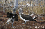 Blue-footed booby (Sula nebouxii)