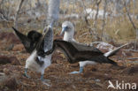 Blue-footed booby (Sula nebouxii)