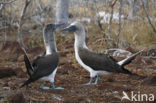 Blue-footed booby (Sula nebouxii)
