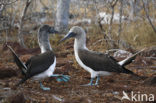 Blue-footed booby (Sula nebouxii)