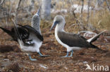 Blue-footed booby (Sula nebouxii)