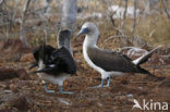 Blue-footed booby (Sula nebouxii)