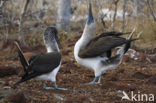 Blue-footed booby (Sula nebouxii)