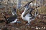 Blue-footed booby (Sula nebouxii)