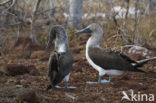 Blue-footed booby (Sula nebouxii)