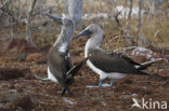 Blue-footed booby (Sula nebouxii)
