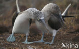 Blue-footed booby (Sula nebouxii)