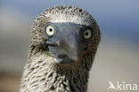 Blue-footed booby (Sula nebouxii)