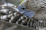 Blue-footed booby (Sula nebouxii)