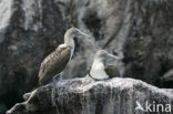 Blue-footed booby (Sula nebouxii)