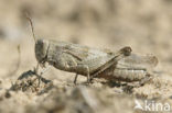 Blauwvleugelsprinkhaan (Oedipoda caerulescens) 