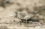 Blauwvleugelsprinkhaan (Oedipoda caerulescens) 