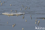 Bonte Strandloper (Calidris alpina)